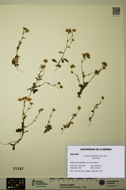 Leucheria tomentosa [Espécimen: ULS:ULS:0021347]