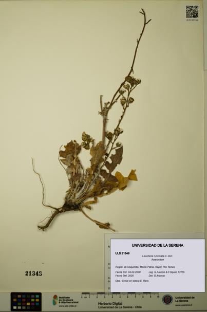 Leucheria runcinata [Espécimen: ULS:ULS:0021348]