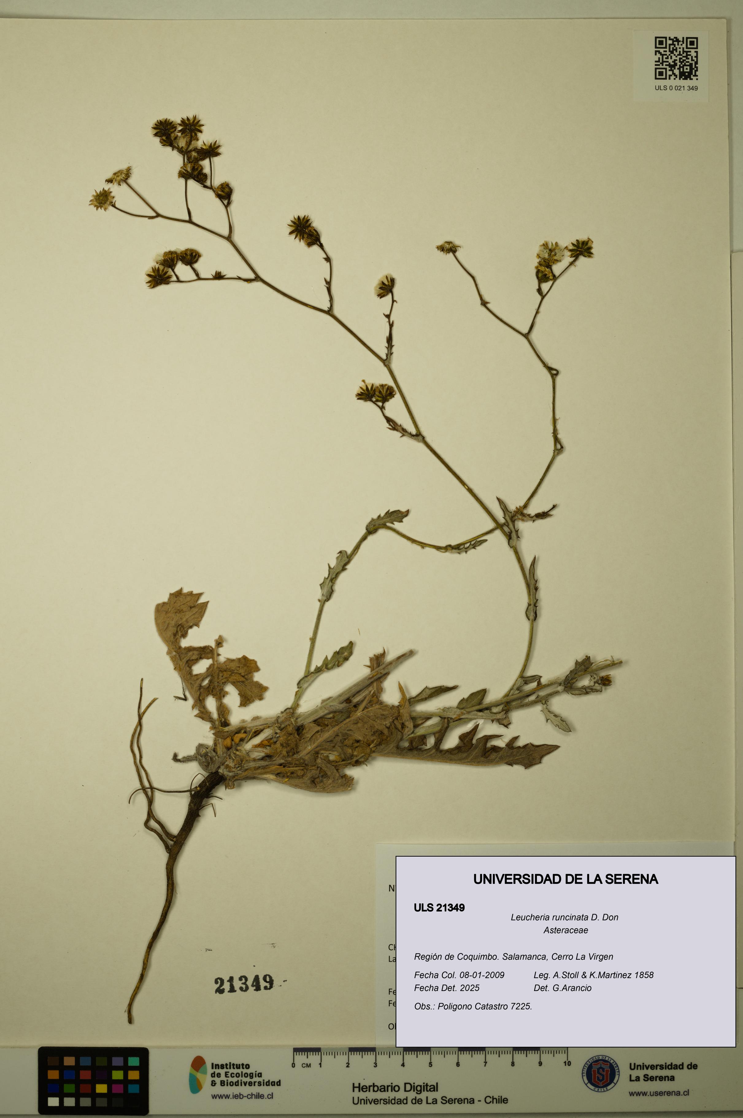 Leucheria runcinata [Espécimen: ULS:ULS:0021349]