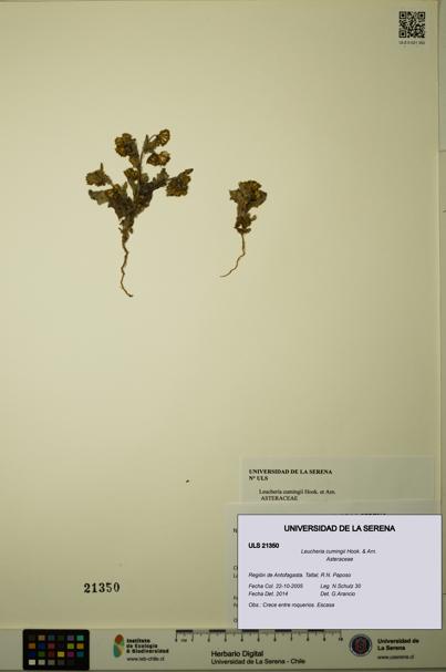Leucheria cumingii [Espécimen: ULS:ULS:0021350]