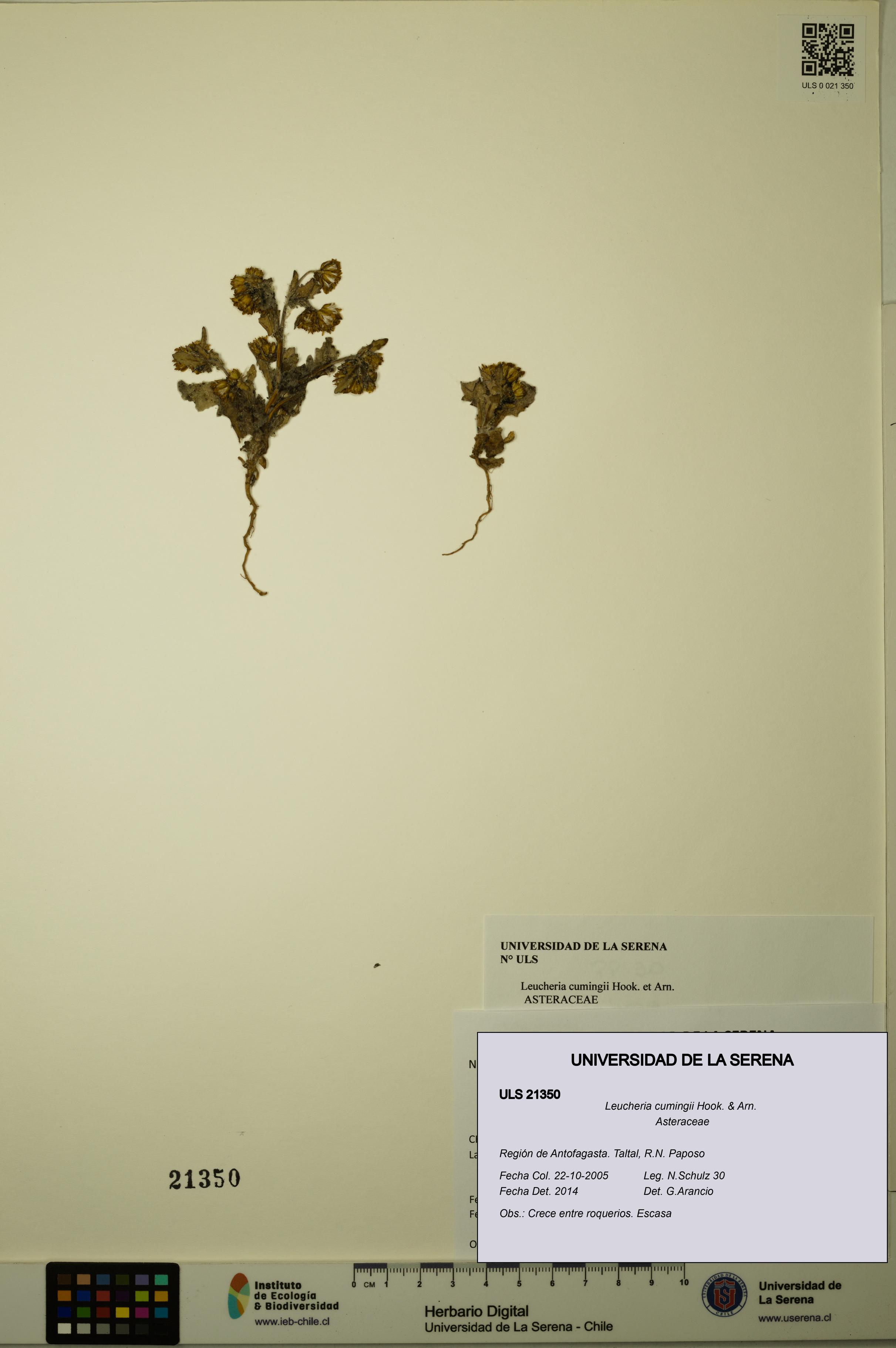 Leucheria cumingii [Espécimen: ULS:ULS:0021350]