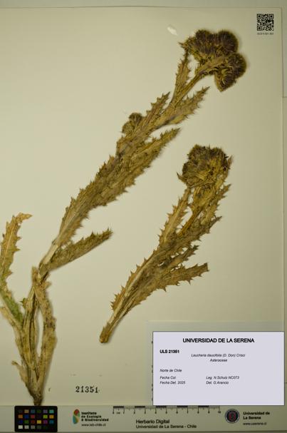 Leucheria daucifolia [Espécimen: ULS:ULS:0021351]