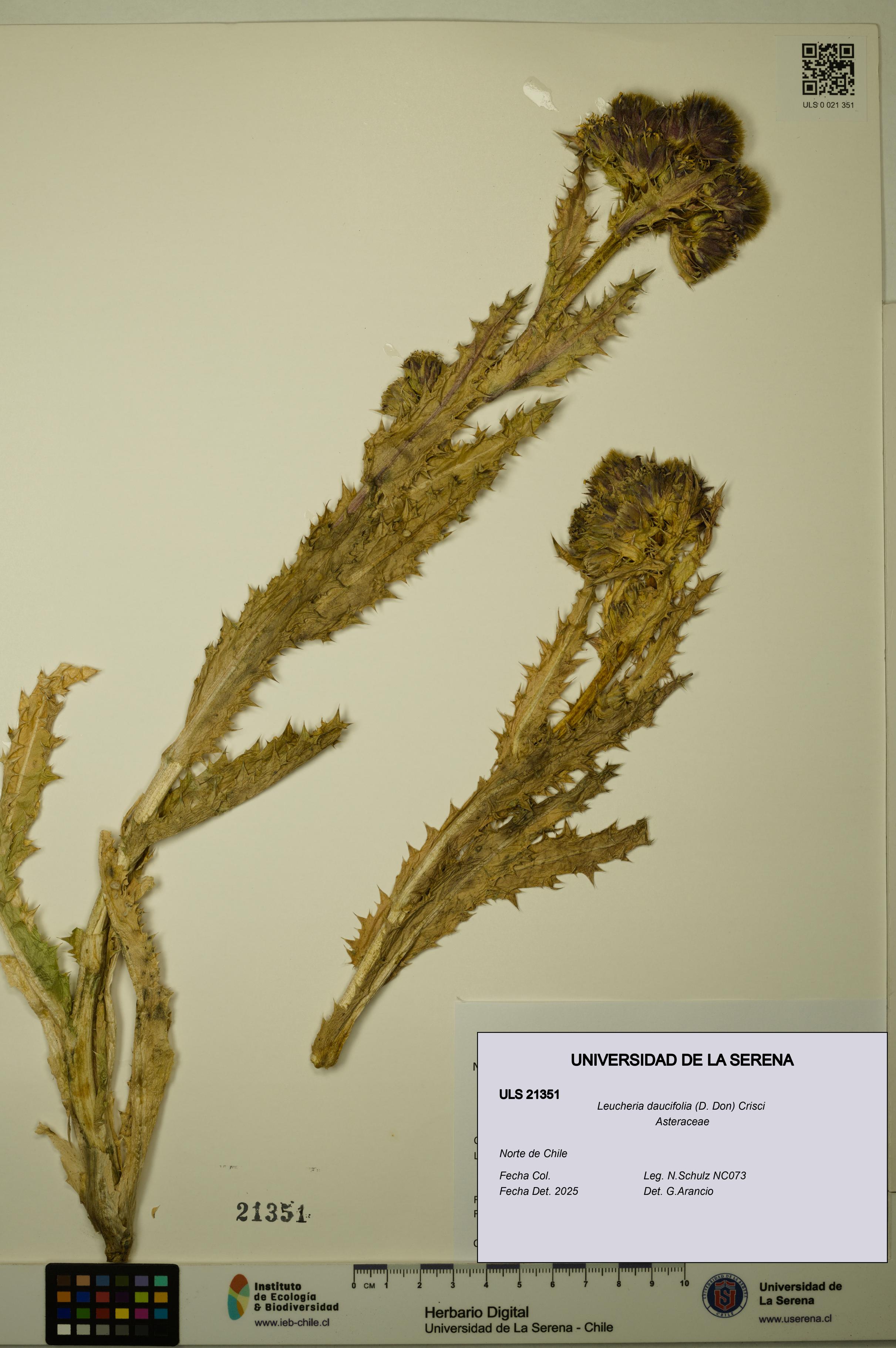 Leucheria daucifolia [Espécimen: ULS:ULS:0021351]