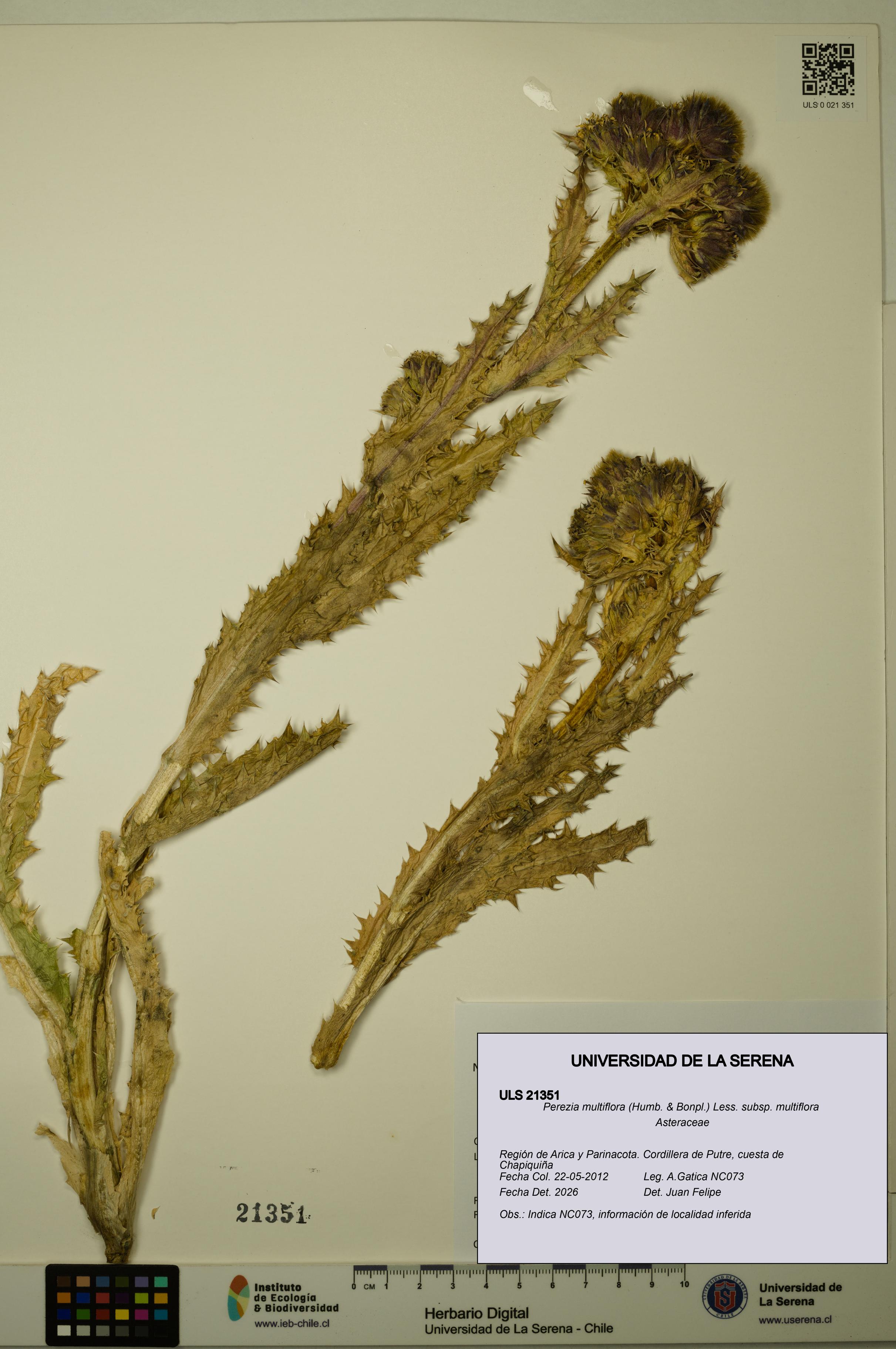 Perezia multiflora subsp. multiflora [Espécimen: ULS:ULS:0021351]
