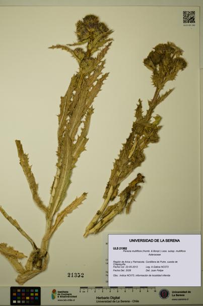 Perezia multiflora subsp. multiflora [Espécimen: ULS:ULS:0021352]