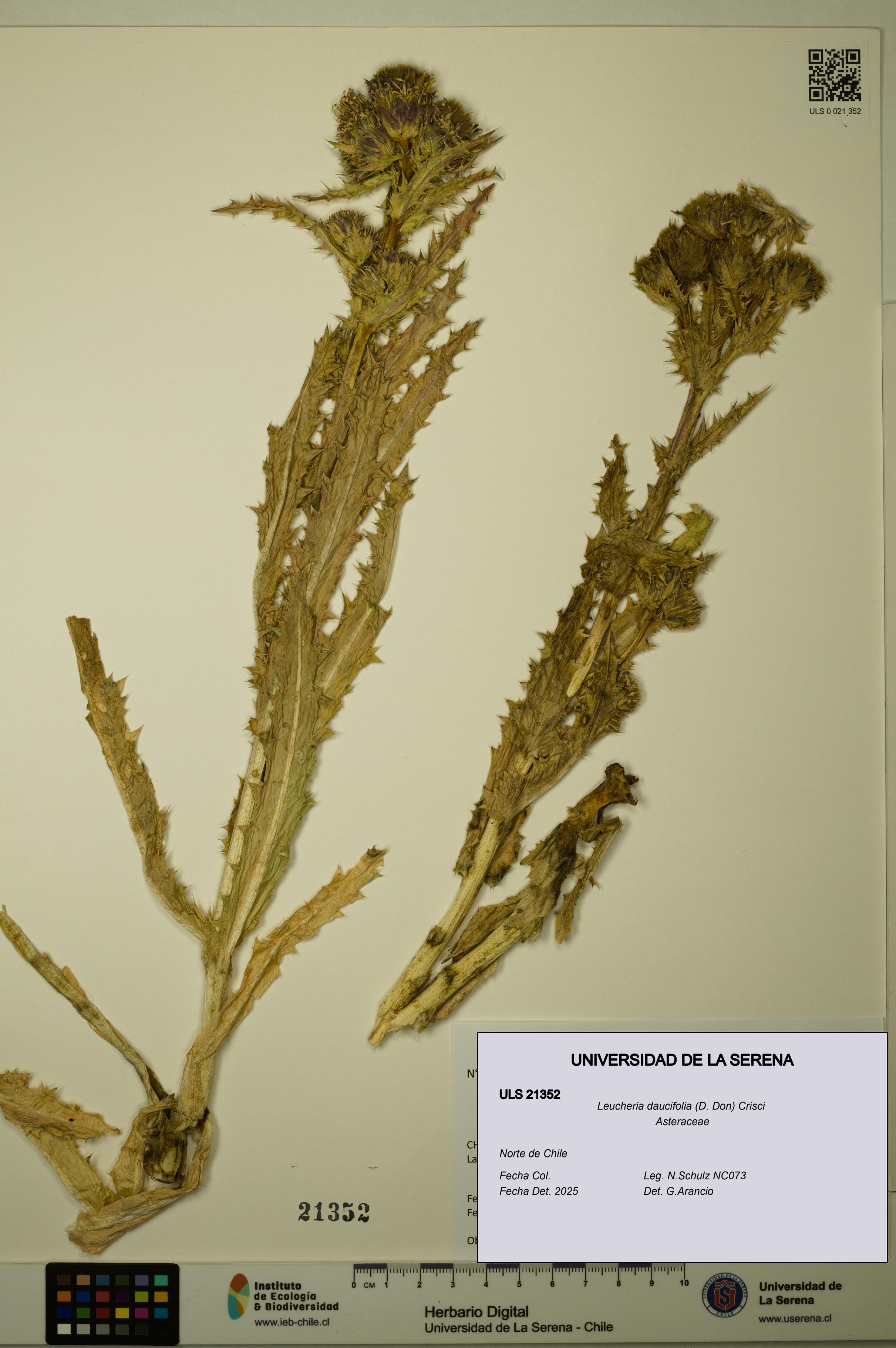 Leucheria daucifolia [Espécimen: ULS:ULS:0021352]