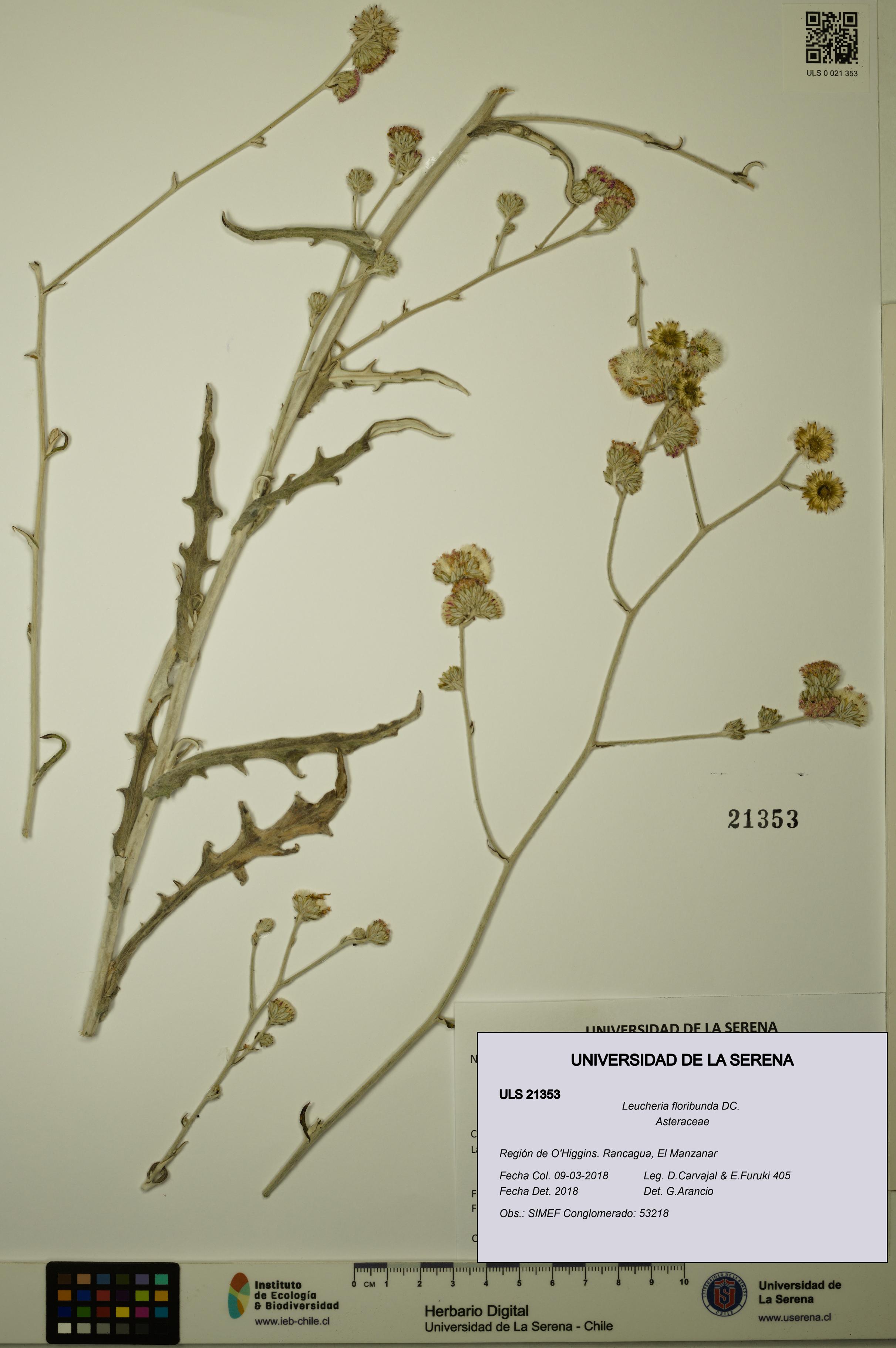 Leucheria floribunda [Espécimen: ULS:ULS:0021353]