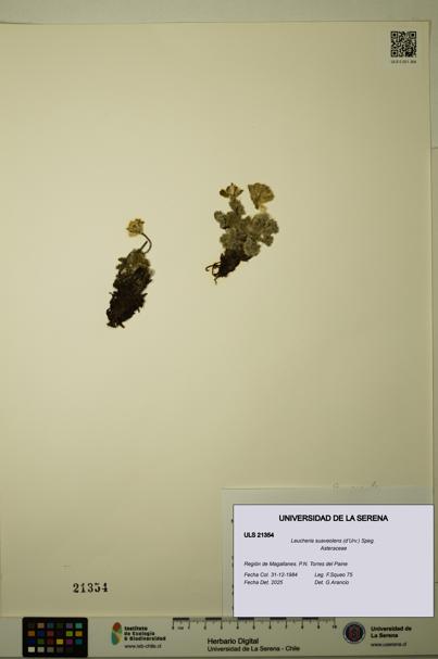 Leucheria suaveolens [Espécimen: ULS:ULS:0021354]