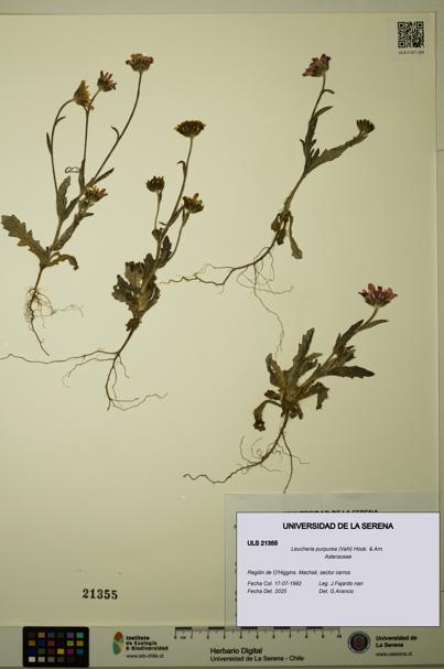 Leucheria purpurea [Espécimen: ULS:ULS:0021355]