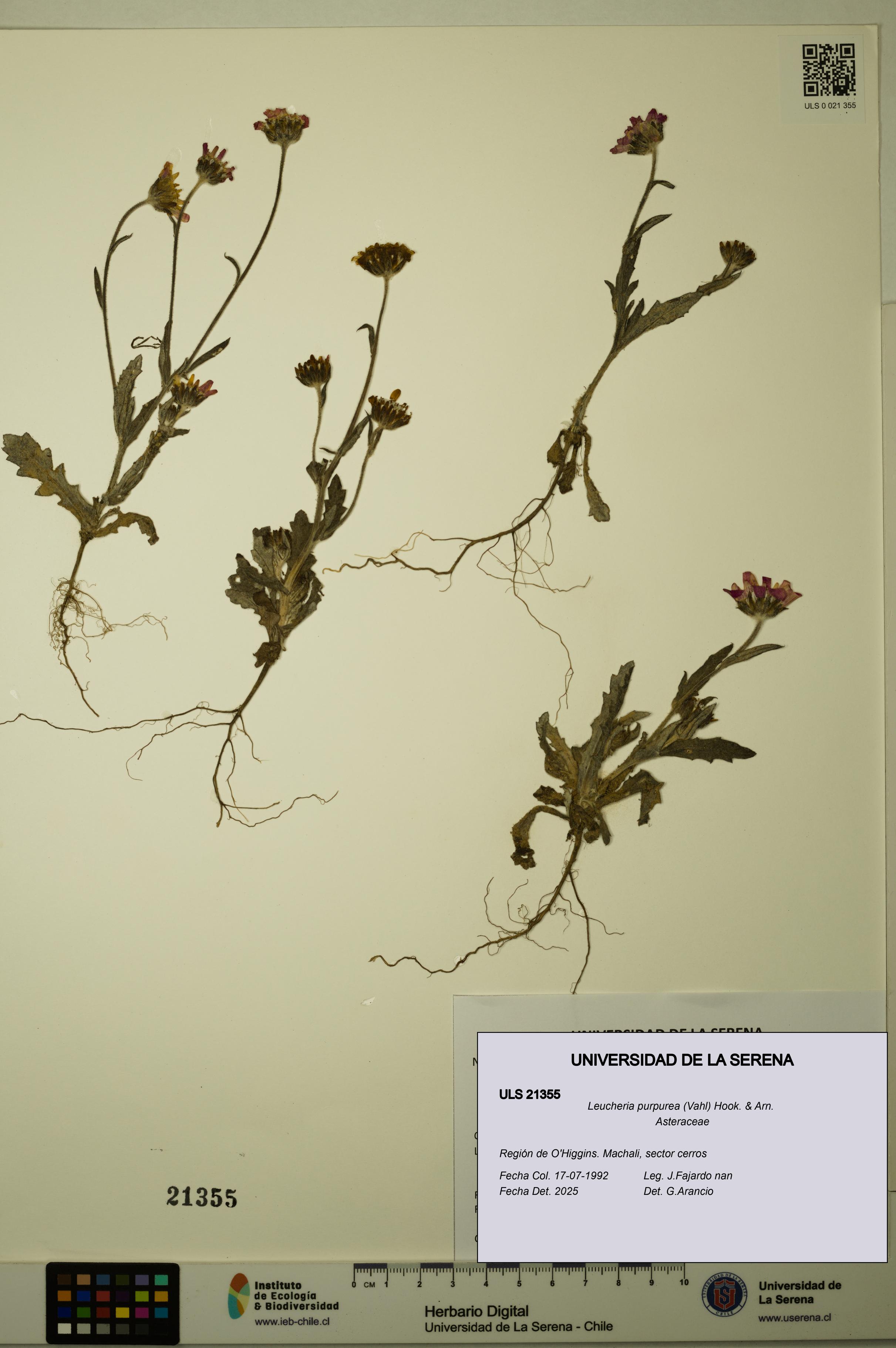 Leucheria purpurea [Espécimen: ULS:ULS:0021355]