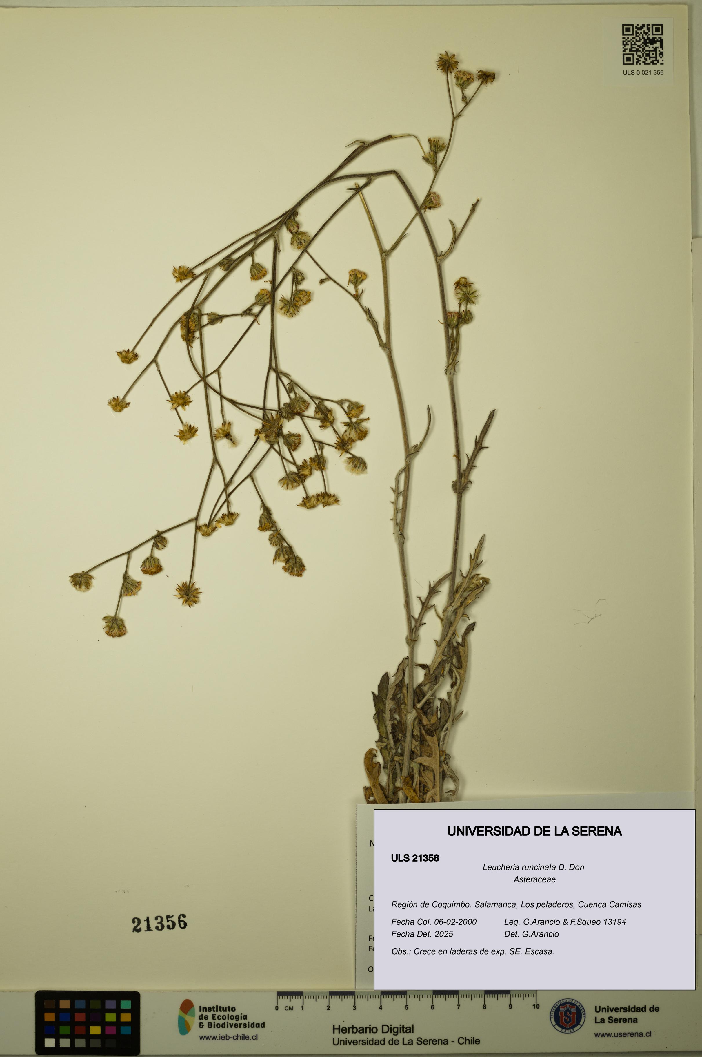 Leucheria runcinata [Espécimen: ULS:ULS:0021356]
