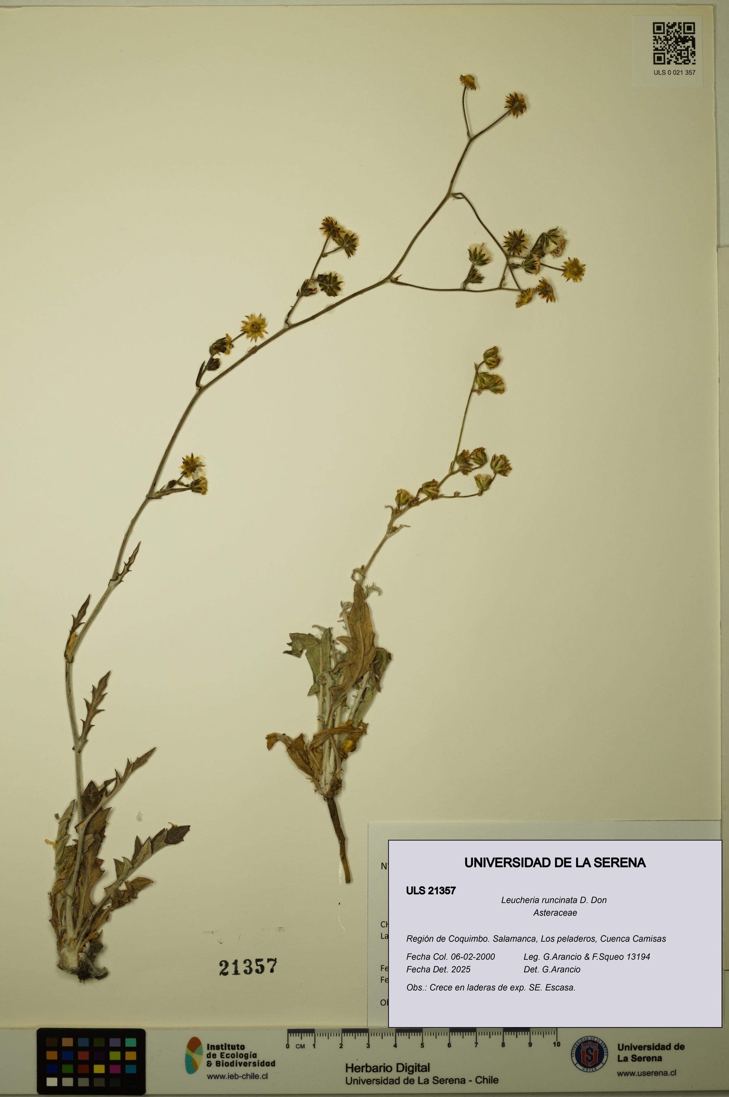 Leucheria runcinata [Espécimen: ULS:ULS:0021357]