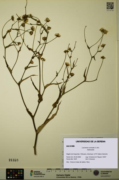 Leucheria runcinata [Espécimen: ULS:ULS:0021358]