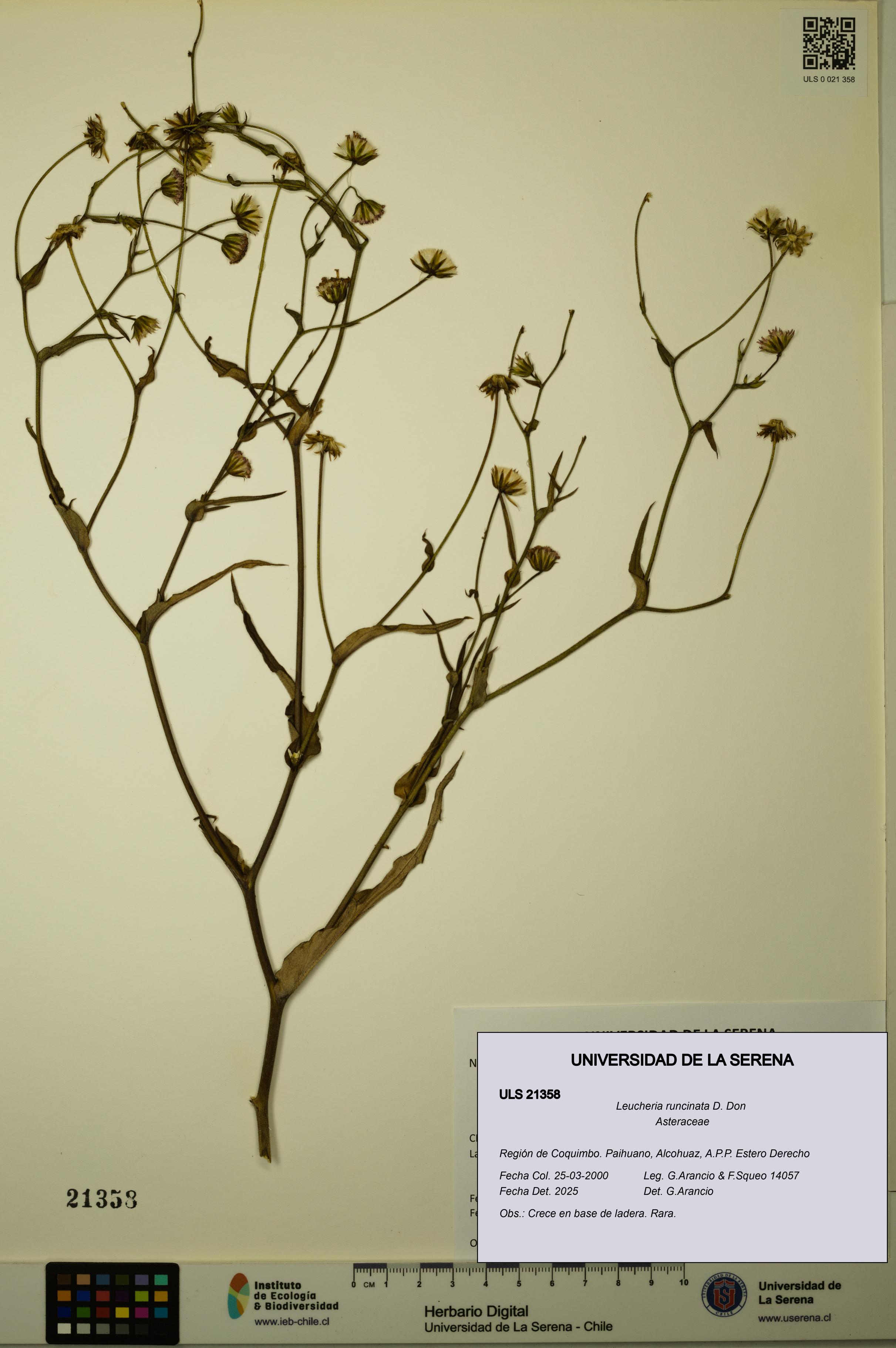 Leucheria runcinata [Espécimen: ULS:ULS:0021358]