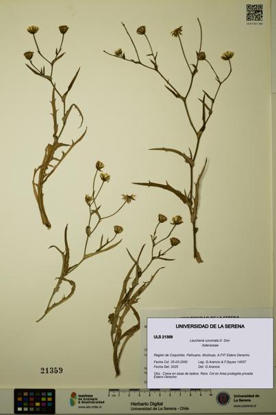 Leucheria runcinata [Espécimen: ULS:ULS:0021359]