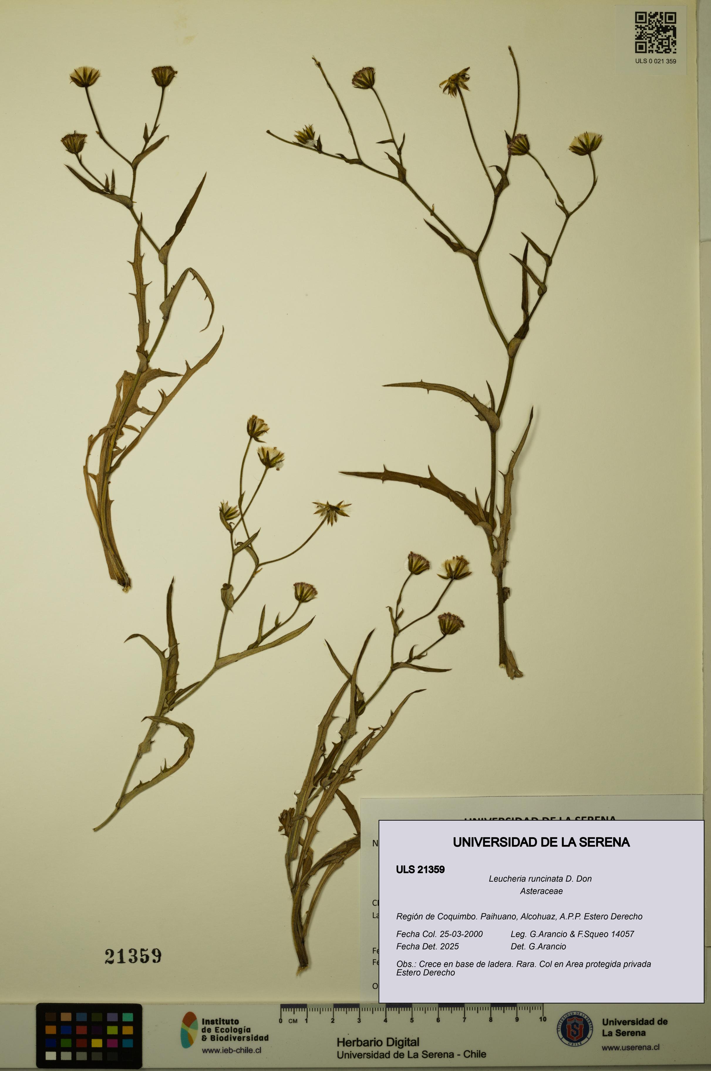 Leucheria runcinata [Espécimen: ULS:ULS:0021359]