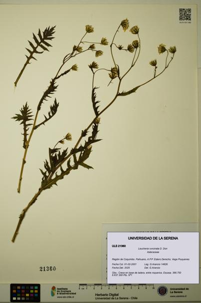 Leucheria runcinata [Espécimen: ULS:ULS:0021360]