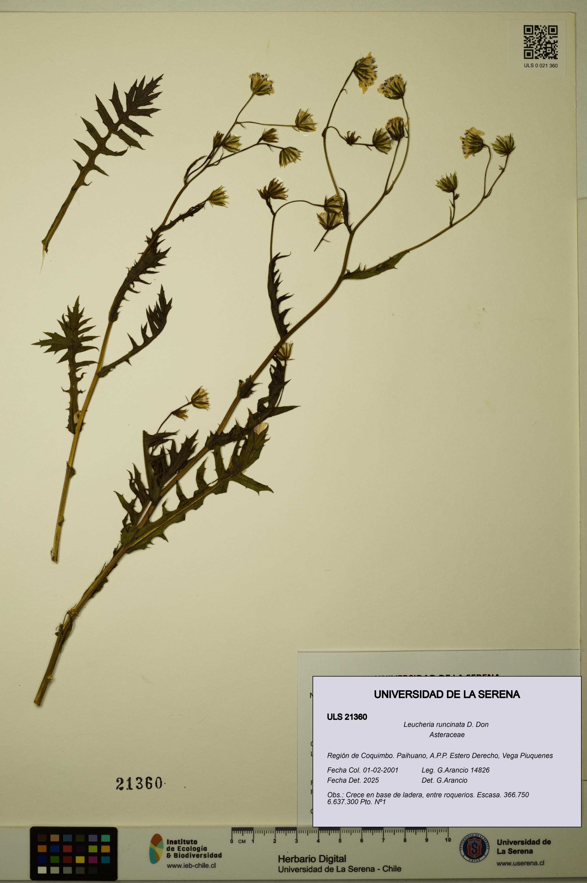 Leucheria runcinata [Espécimen: ULS:ULS:0021360]