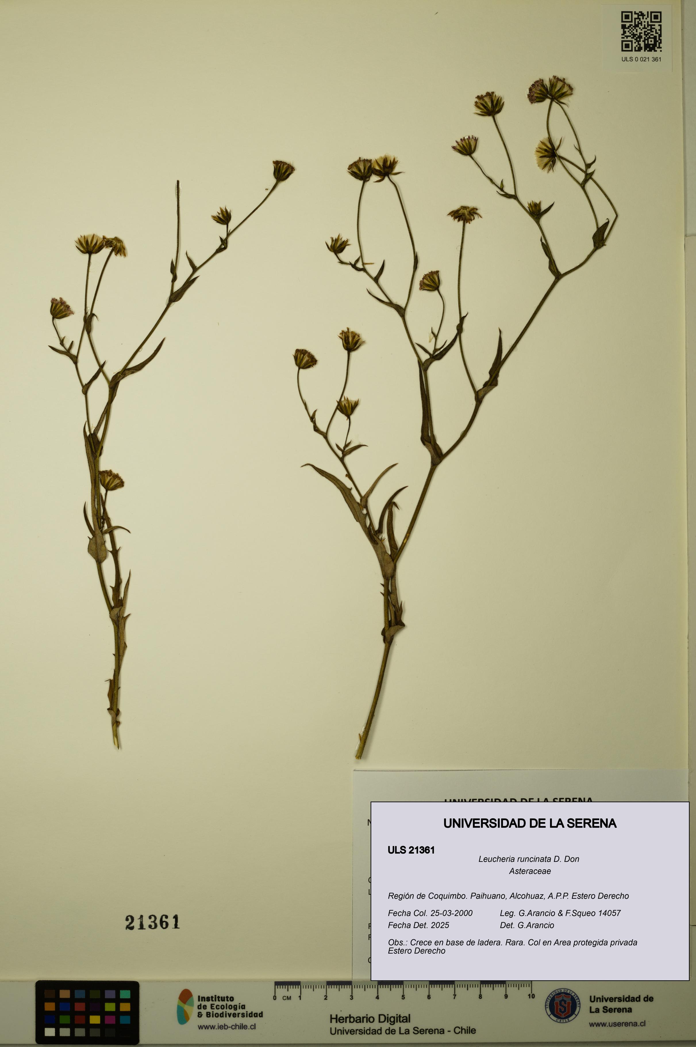 Leucheria runcinata [Espécimen: ULS:ULS:0021361]