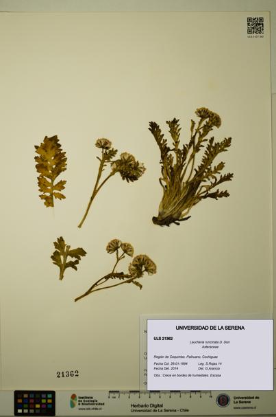 Leucheria runcinata [Espécimen: ULS:ULS:0021362]