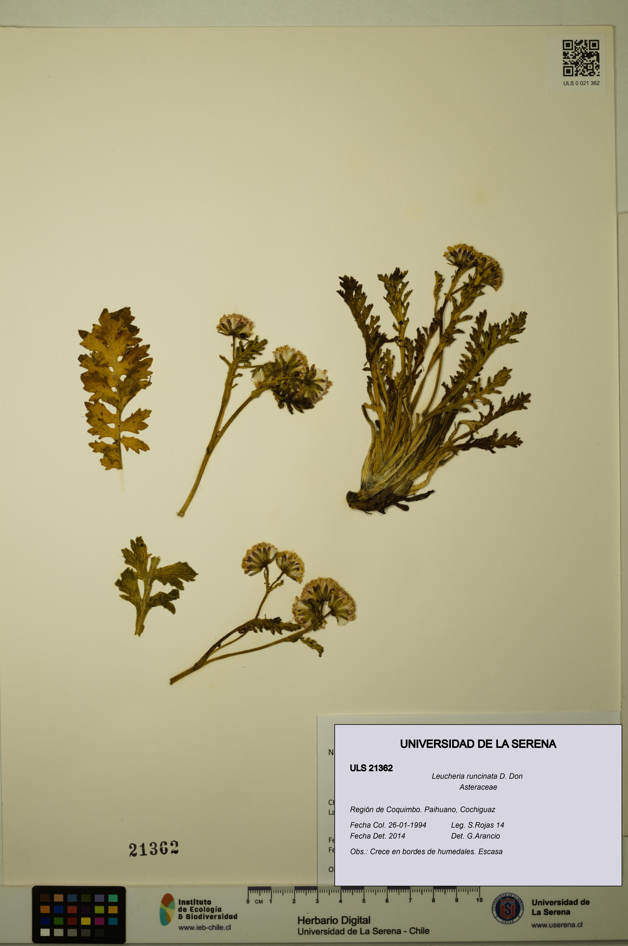 Leucheria runcinata [Espécimen: ULS:ULS:0021362]