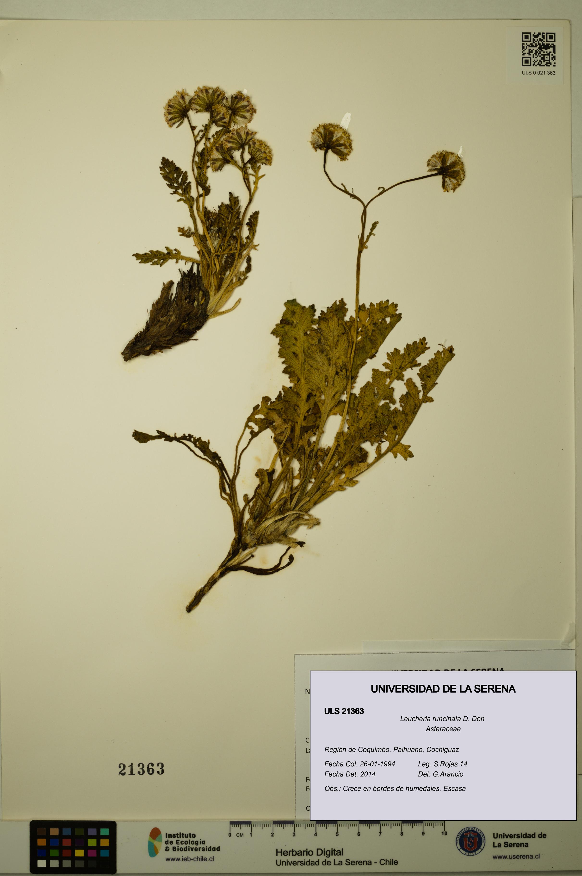 Leucheria runcinata [Espécimen: ULS:ULS:0021363]