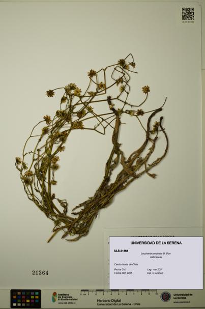 Leucheria runcinata [Espécimen: ULS:ULS:0021364]