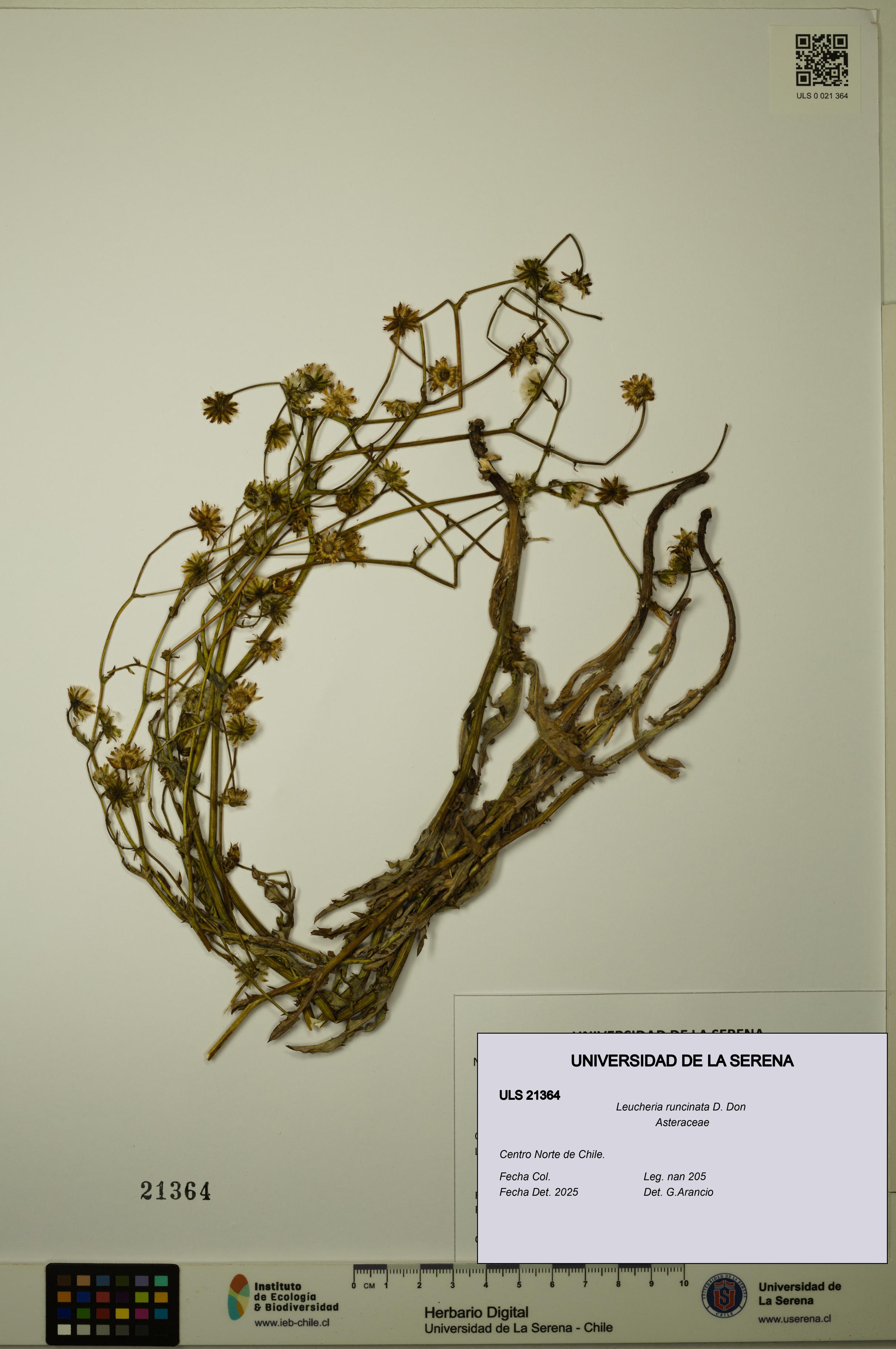 Leucheria runcinata [Espécimen: ULS:ULS:0021364]