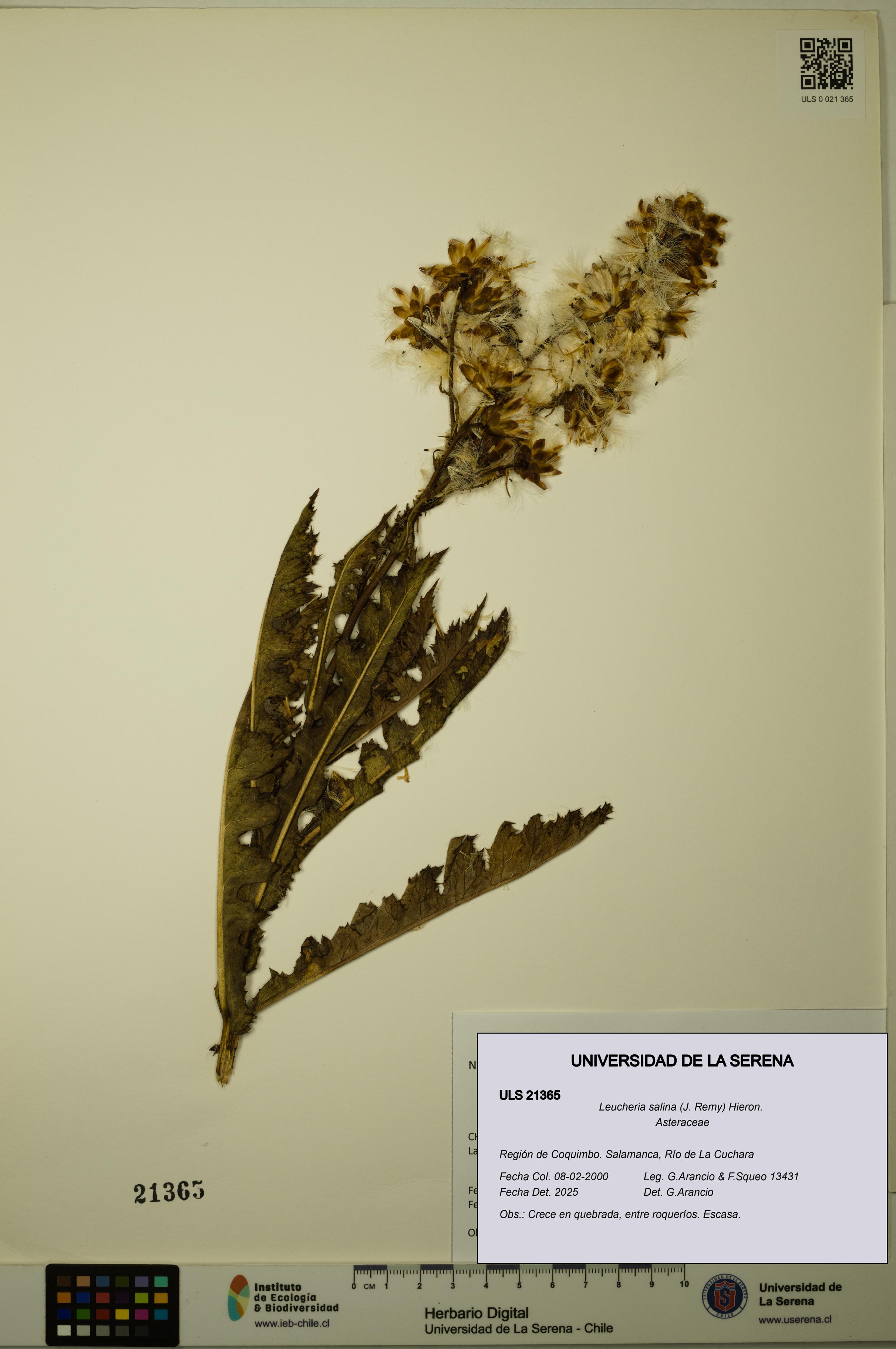 Leucheria salina [Espécimen: ULS:ULS:0021365]
