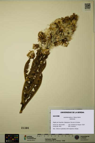 Leucheria salina [Espécimen: ULS:ULS:0021366]