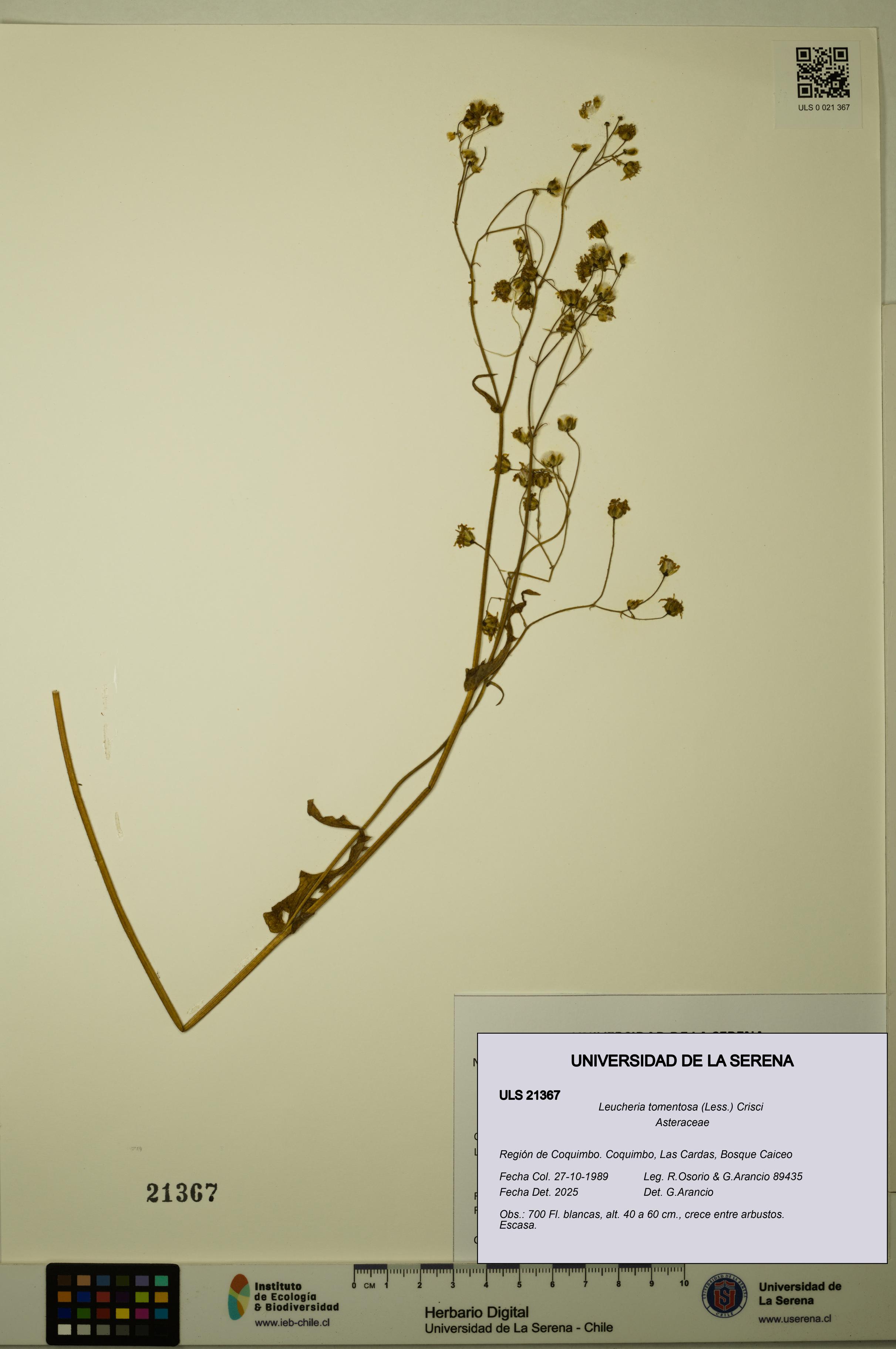Leucheria tomentosa [Espécimen: ULS:ULS:0021367]