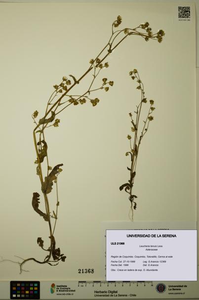 Leucheria tenuis [Espécimen: ULS:ULS:0021368]