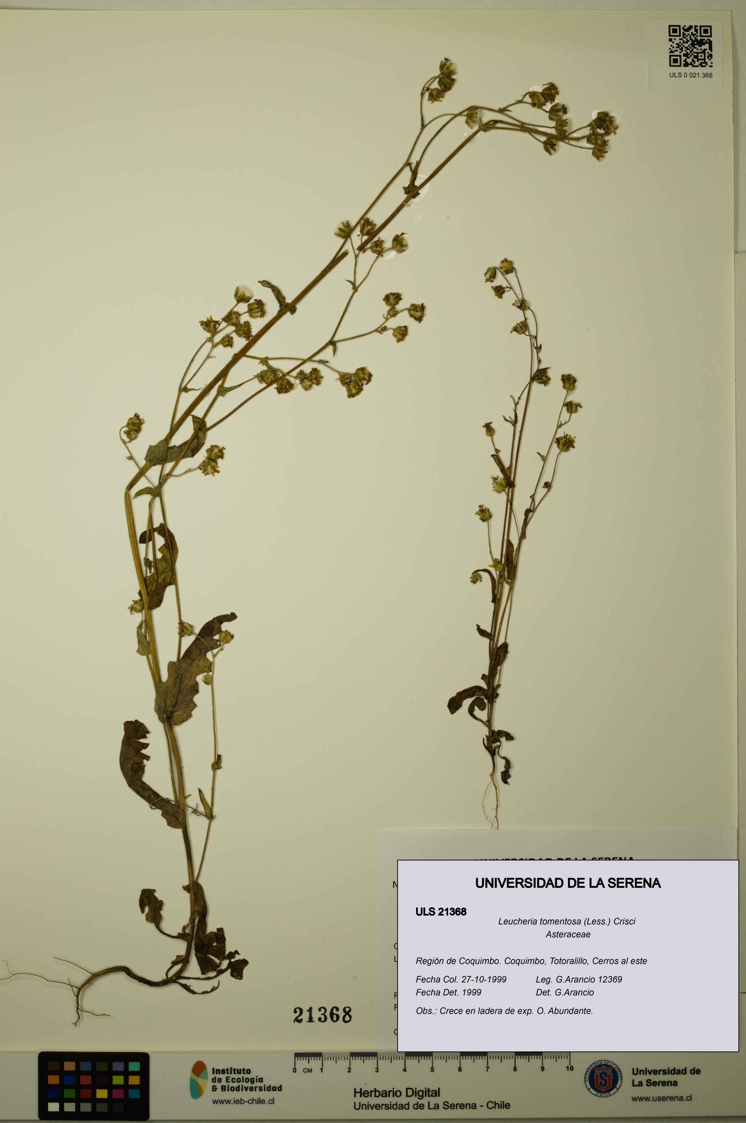 Leucheria tomentosa [Espécimen: ULS:ULS:0021368]