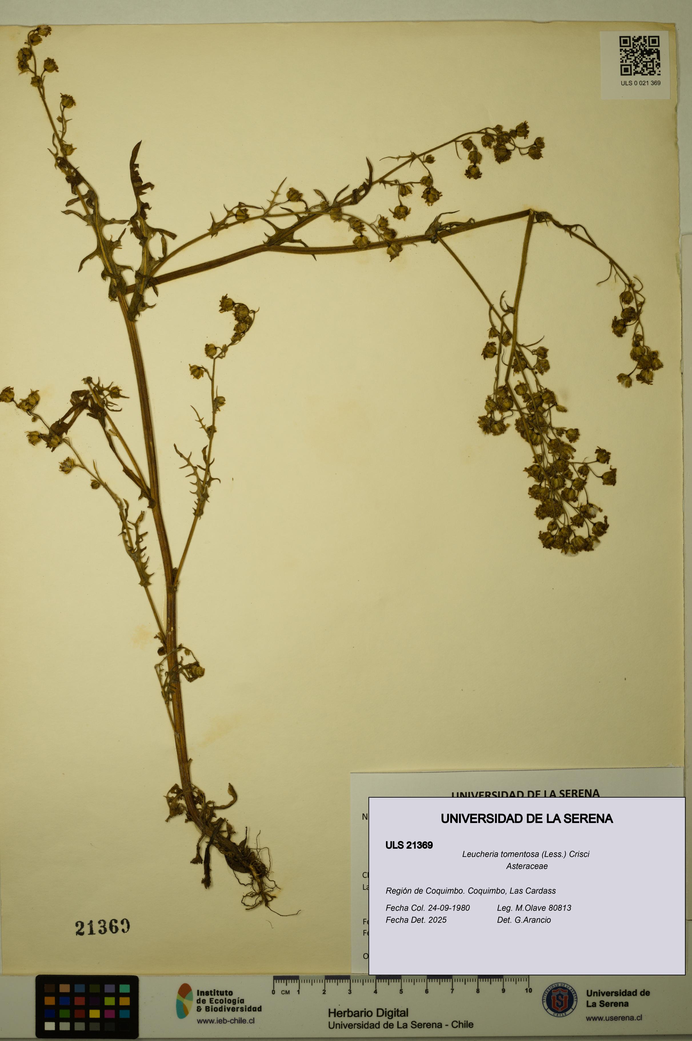 Leucheria tomentosa [Espécimen: ULS:ULS:0021369]