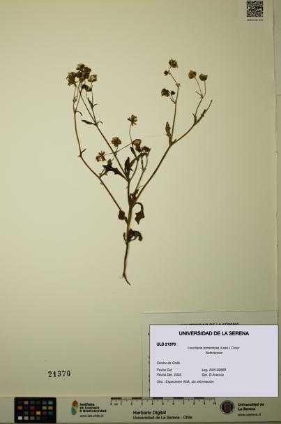 Leucheria tomentosa [Espécimen: ULS:ULS:0021370]