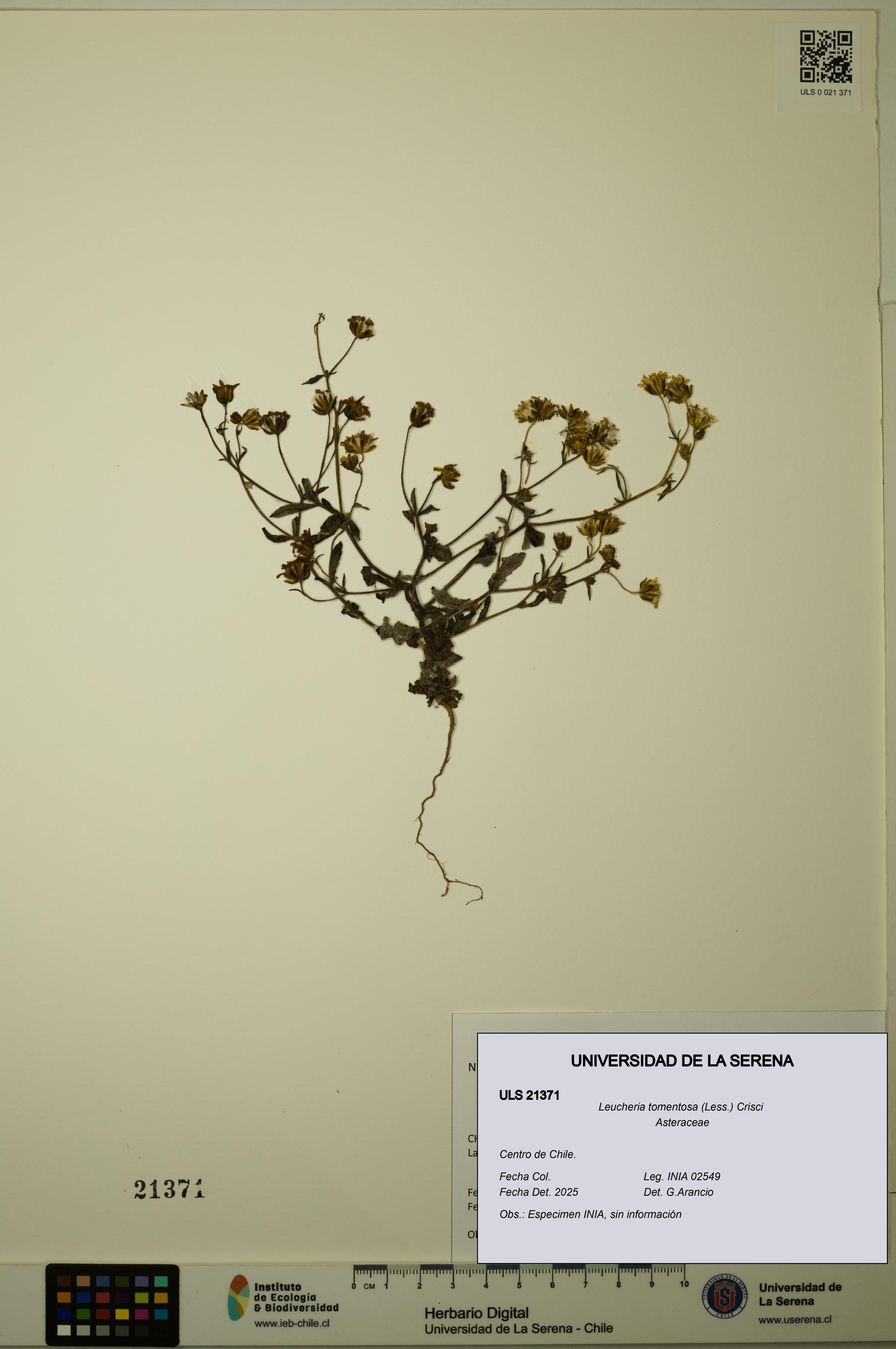 Leucheria tomentosa [Espécimen: ULS:ULS:0021371]