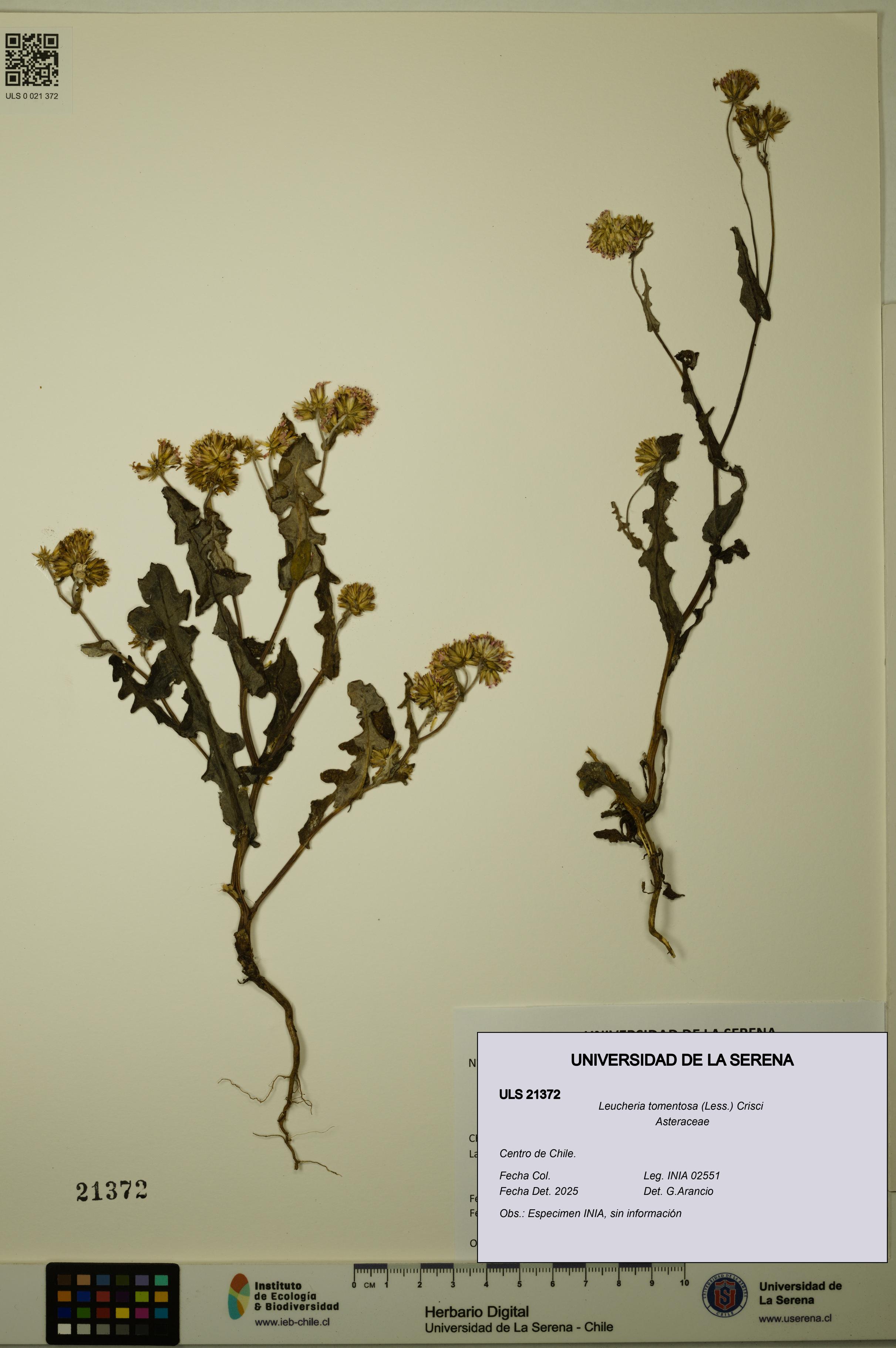 Leucheria tomentosa [Espécimen: ULS:ULS:0021372]