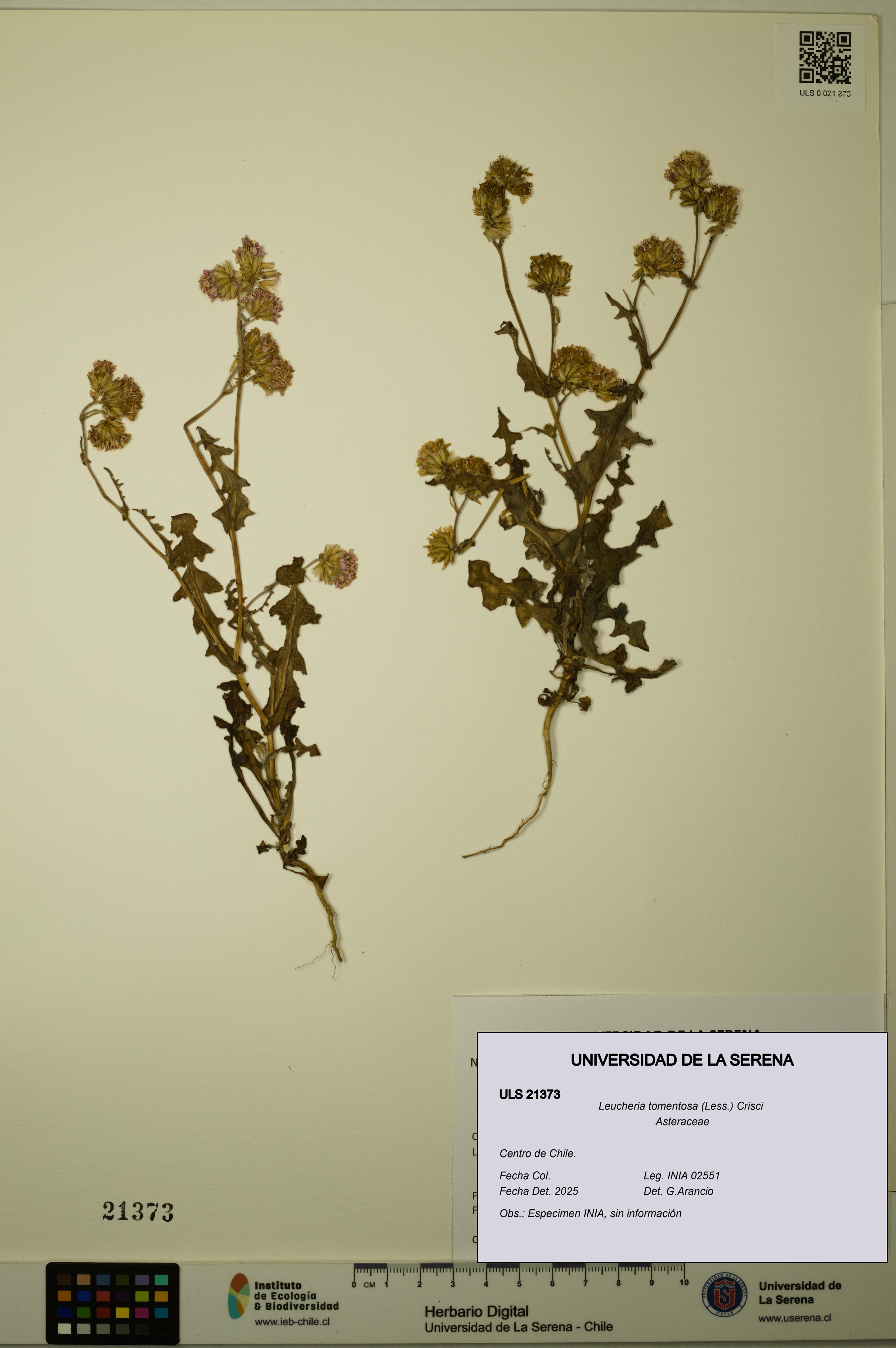Leucheria tomentosa [Espécimen: ULS:ULS:0021373]