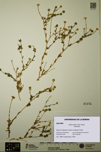 Madia chilensis [Espécimen: ULS:ULS:0021375]