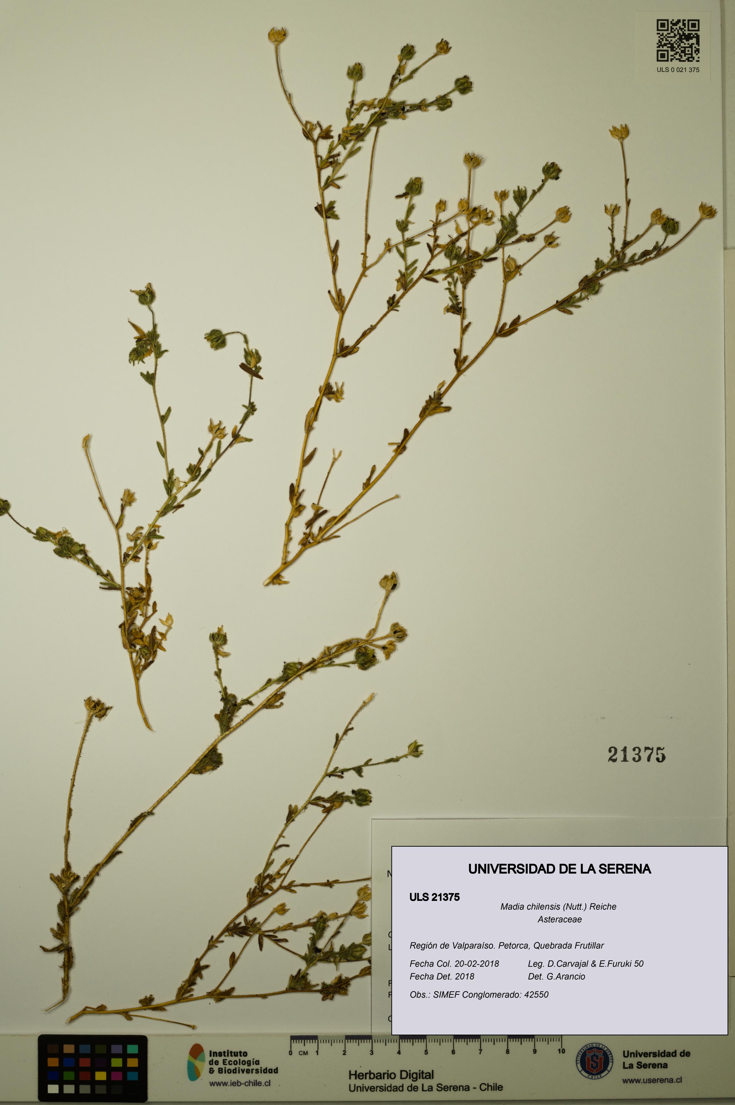 Madia chilensis [Espécimen: ULS:ULS:0021375]