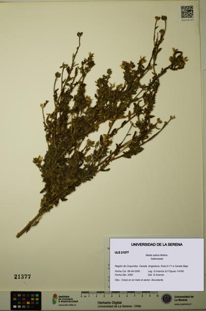 Madia sativa [Espécimen: ULS:ULS:0021377]