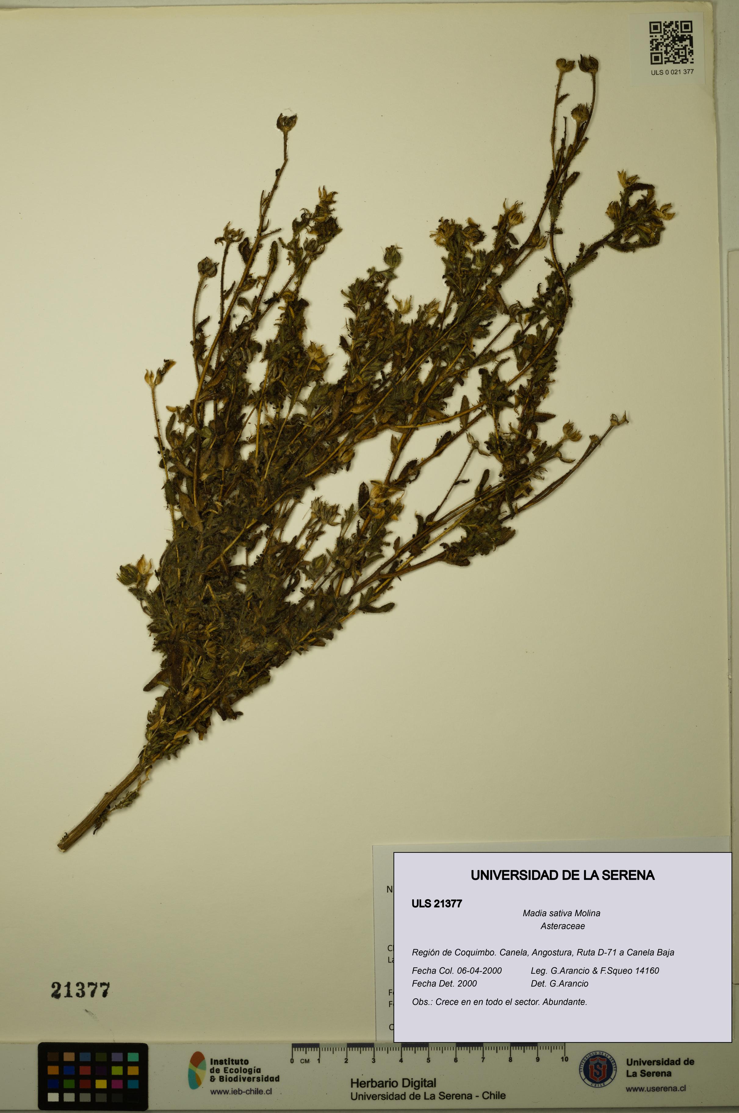 Madia sativa [Espécimen: ULS:ULS:0021377]