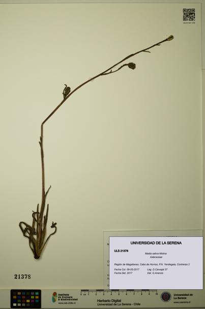 Madia sativa [Espécimen: ULS:ULS:0021378]