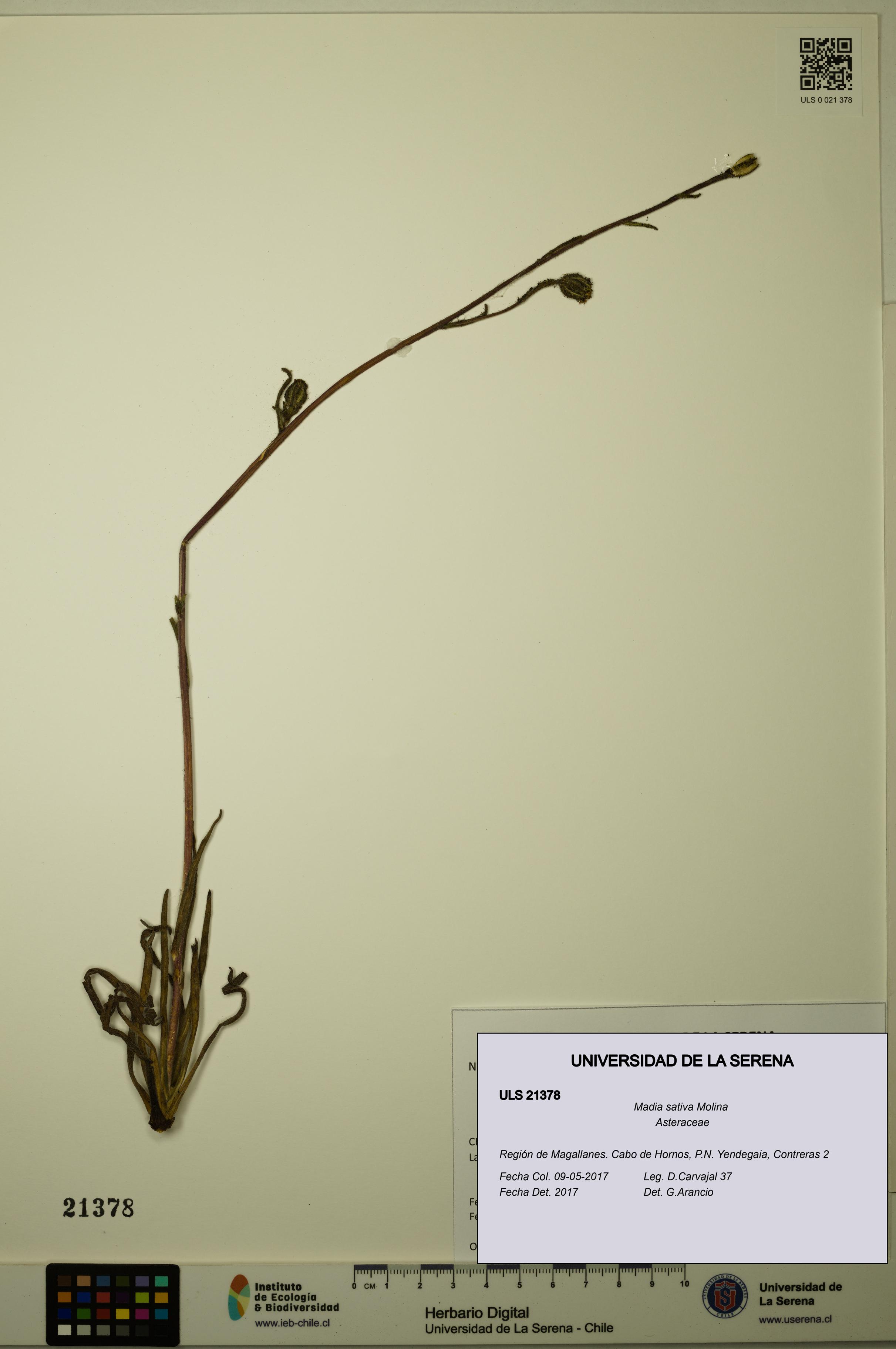 Madia sativa [Espécimen: ULS:ULS:0021378]