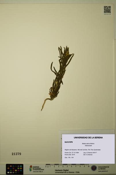 Madia sativa [Espécimen: ULS:ULS:0021379]