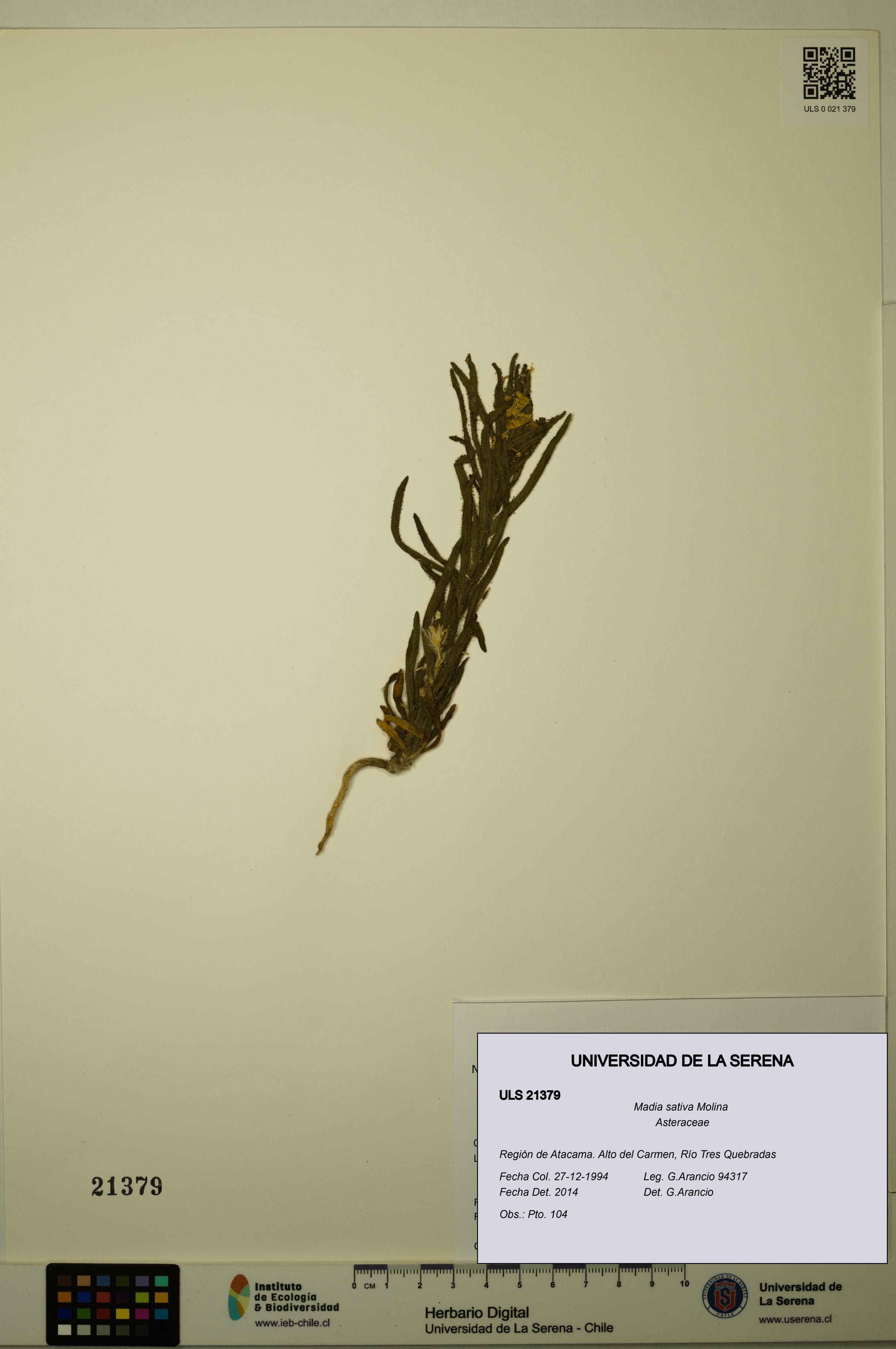 Madia sativa [Espécimen: ULS:ULS:0021379]