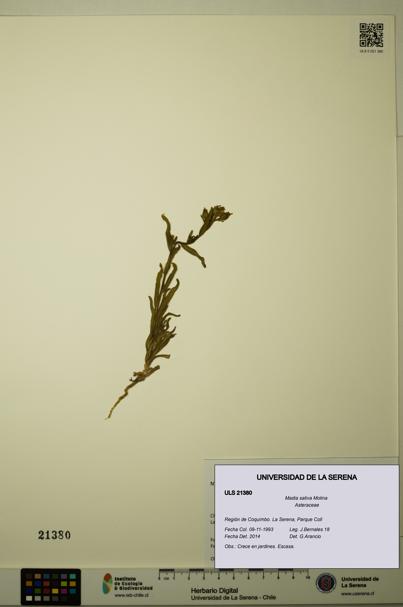 Madia sativa [Espécimen: ULS:ULS:0021380]