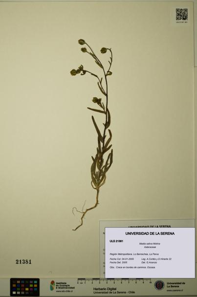 Madia sativa [Espécimen: ULS:ULS:0021381]