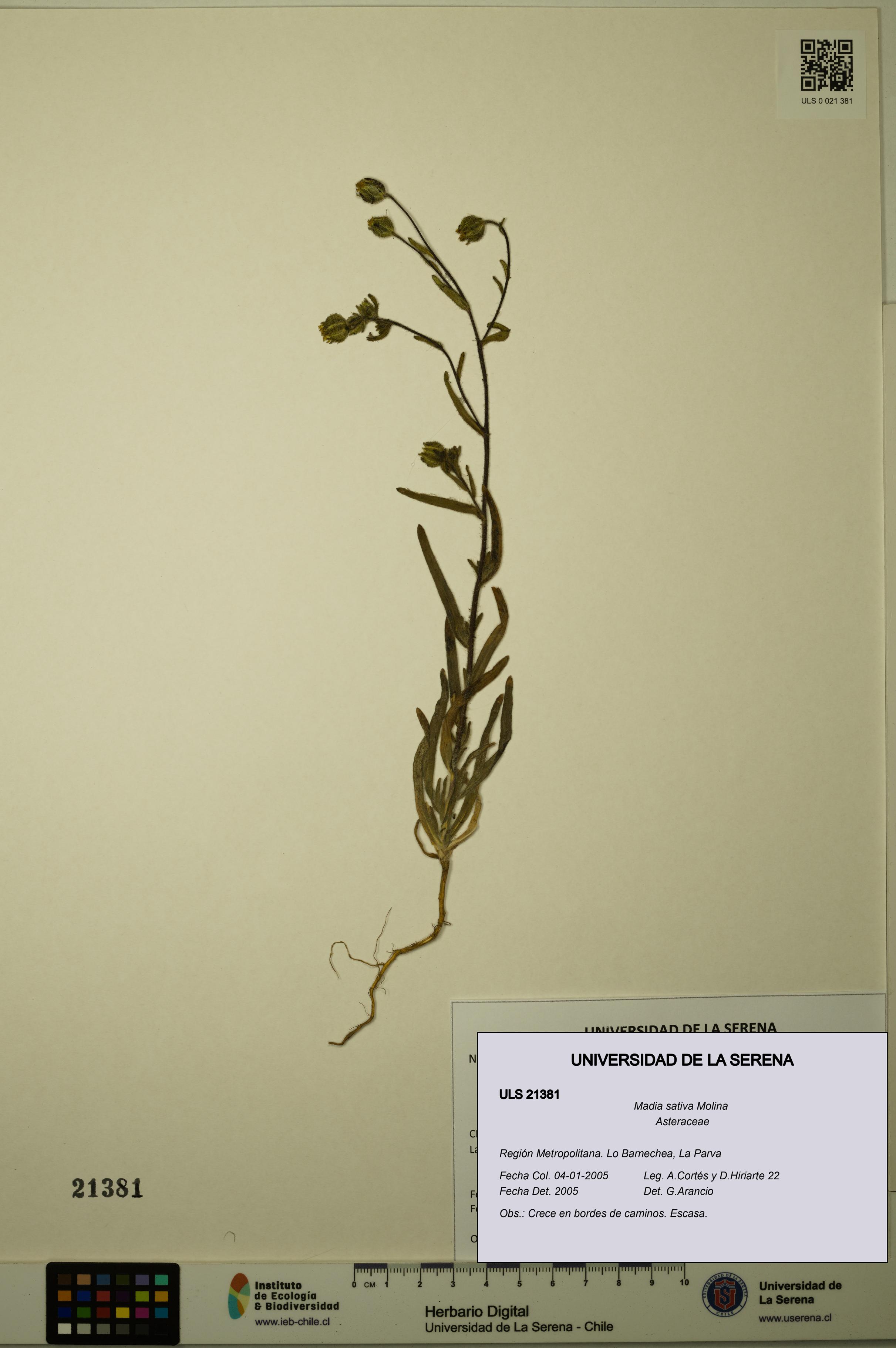 Madia sativa [Espécimen: ULS:ULS:0021381]