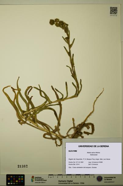 Madia sativa [Espécimen: ULS:ULS:0021382]